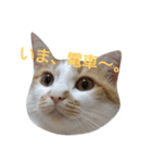 ねこ！ねこ！4（個別スタンプ：34）