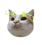 ねこ！ねこ！4（個別スタンプ：35）