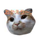 ねこ！ねこ！4（個別スタンプ：36）