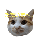 ねこ！ねこ！4（個別スタンプ：37）