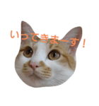 ねこ！ねこ！4（個別スタンプ：38）