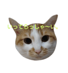 ねこ！ねこ！4（個別スタンプ：39）