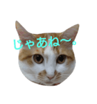 ねこ！ねこ！4（個別スタンプ：40）