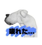 ベアル（個別スタンプ：11）