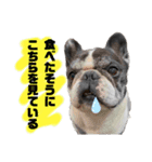 ベアル（個別スタンプ：16）