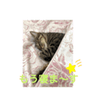 ハッピー＆ラッキースタンプ(=^ェ^=)（個別スタンプ：3）