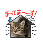 ハッピー＆ラッキースタンプ(=^ェ^=)（個別スタンプ：11）