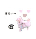 チワプーみるくの親バカスタンプ☺︎❤︎Ⅱ（個別スタンプ：14）