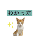 ウミコム日記スタンプ①（個別スタンプ：22）