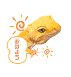 レオパのこむぎスタンプ（個別スタンプ：1）