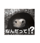レオパのこむぎスタンプ（個別スタンプ：11）