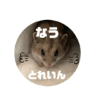 うにすた-日常編5-（個別スタンプ：12）