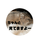 うにすた-日常編5-（個別スタンプ：15）