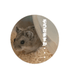うにすた-日常編5-（個別スタンプ：16）