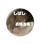 うにすた-日常編5-（個別スタンプ：18）