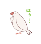 えびしっぽ文鳥（個別スタンプ：7）