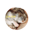 I Loveハムスター2（個別スタンプ：6）