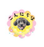 いとうチャニくん（個別スタンプ：2）