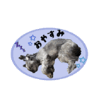 いとうチャニくん（個別スタンプ：4）