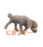 トイプードルの丼6かな？（個別スタンプ：10）
