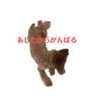トイプードルの丼6かな？（個別スタンプ：15）