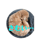 トイプードルの丼6かな？（個別スタンプ：19）