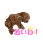 トイプードルの丼6かな？（個別スタンプ：20）
