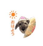 ふらんきー（個別スタンプ：17）