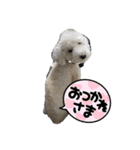 ぽてちのつぶやき（個別スタンプ：4）