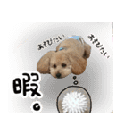 プードルの写真スタンプ（個別スタンプ：12）