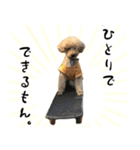 プードルの写真スタンプ（個別スタンプ：15）
