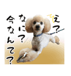 プードルの写真スタンプ（個別スタンプ：16）