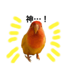 コザクラインコのキロちゃん その③（個別スタンプ：2）