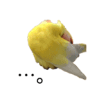 コザクラインコのキロちゃん その③（個別スタンプ：4）
