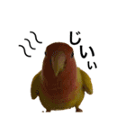 コザクラインコのキロちゃん その③（個別スタンプ：5）
