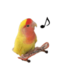 コザクラインコのキロちゃん その③（個別スタンプ：6）