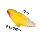 コザクラインコのキロちゃん その③（個別スタンプ：8）