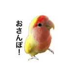 コザクラインコのキロちゃん その③（個別スタンプ：9）