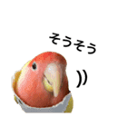 コザクラインコのキロちゃん その③（個別スタンプ：10）