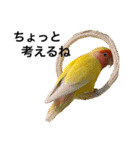 コザクラインコのキロちゃん その③（個別スタンプ：11）