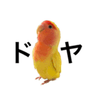 コザクラインコのキロちゃん その③（個別スタンプ：12）