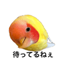 コザクラインコのキロちゃん その③（個別スタンプ：14）