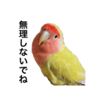 コザクラインコのキロちゃん その③（個別スタンプ：15）
