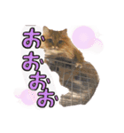 気ままな猫達11（個別スタンプ：11）