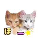 気ままな猫達11（個別スタンプ：18）