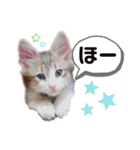 気ままな猫達11（個別スタンプ：19）