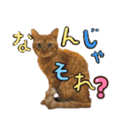 気ままな猫達11（個別スタンプ：26）