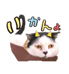 気ままな猫達11（個別スタンプ：29）