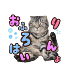 気ままな猫達11（個別スタンプ：33）