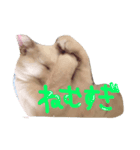 しらす 猫（個別スタンプ：1）